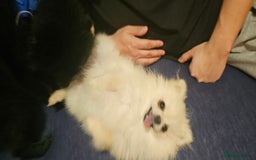Pomeranian dogs for sale: Beautiful  ** -Size Pomeranian Girl - Image 7