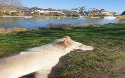 German Shepherd dogs for sale: White German Shepherd - Image 3