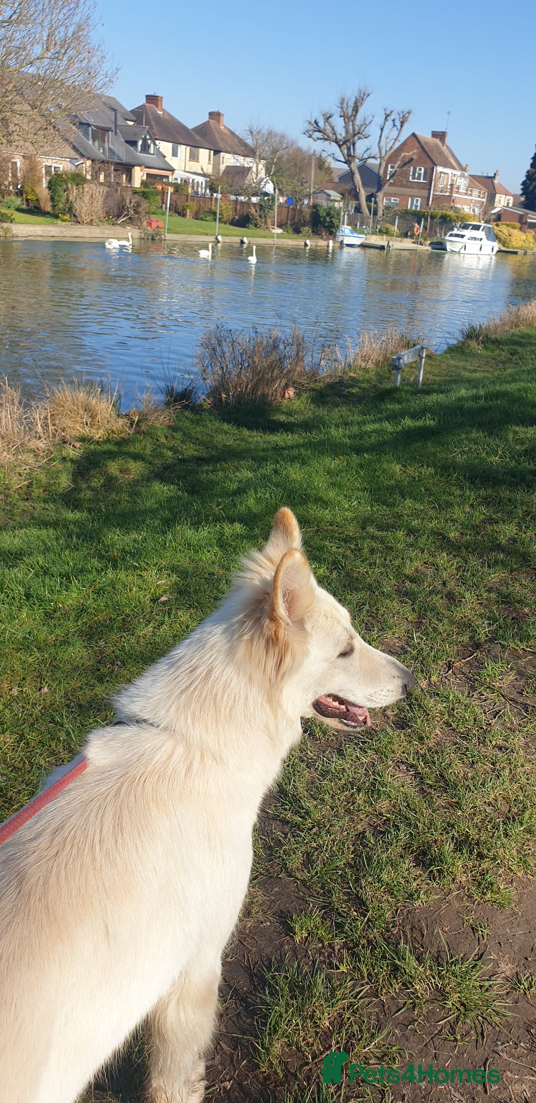 German Shepherd dogs for sale: White German Shepherd - Image 3