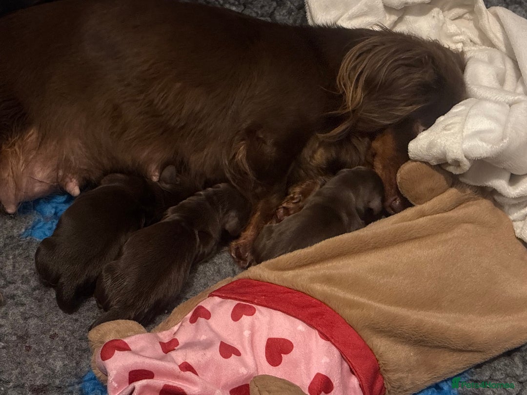 Dachshund dogs for sale: Chocolate and tan long haired miniatures  - Advert 2
