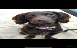 Cocker Spaniel dogs for sale: Cocker Spaniel Puppies - Image 22