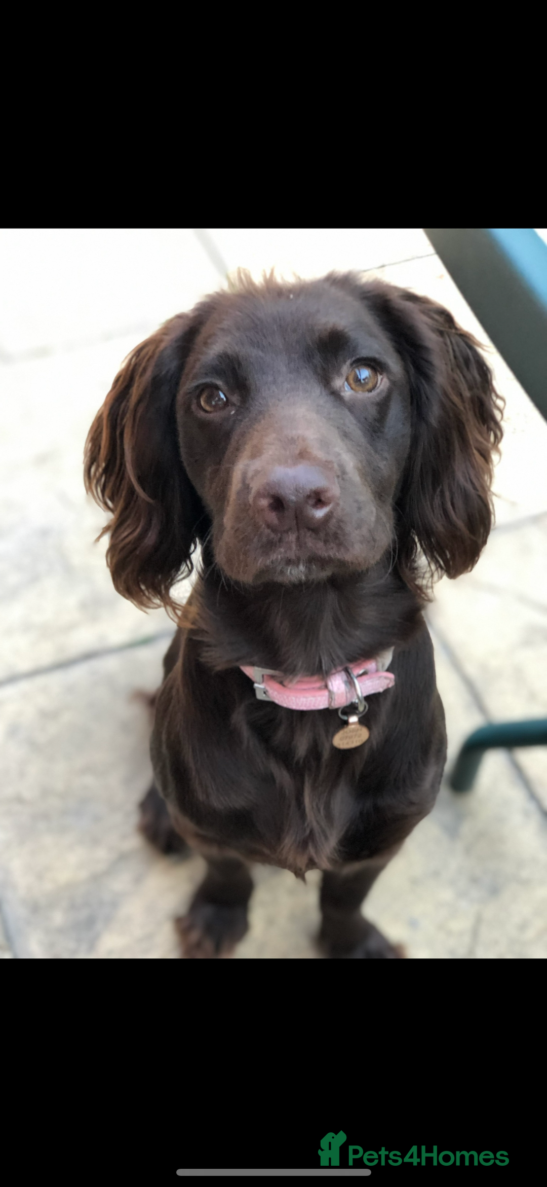 Cocker Spaniel dogs for sale: Cocker Spaniel Puppies - Image 22