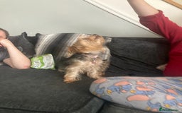 Yorkshire Terrier dogs for sale: 4 beautiful Yorkshire terrier pups  - Image 5
