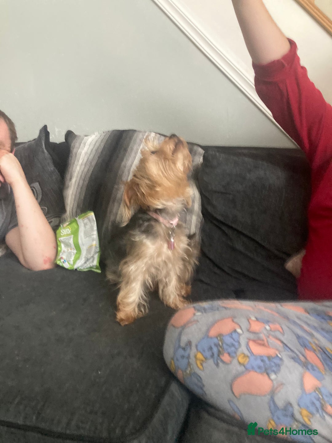 Yorkshire Terrier dogs for sale: 4 beautiful Yorkshire terrier pups  - Image 5