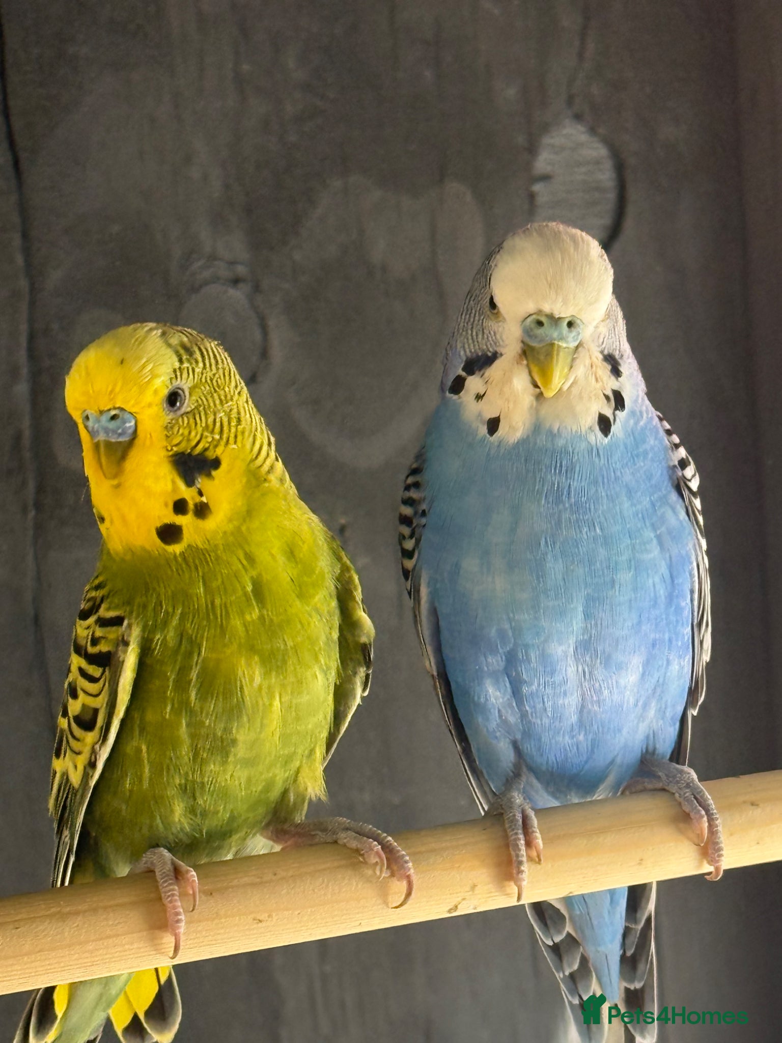 Budgerigars birds 2 male budgies  - Advert 17