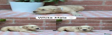 White Collar Male 