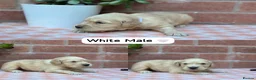 Golden Retriever dogs for sale: HEALTH TESTED PEDIGREE KC GOLDEN RETRIEVER PUPPIES - Advert 8