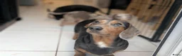 Miniature Dachshund dogs for sale: 🐾 Miniature Dachshund Puppies 4 Boys & 2 Girls 🐾 in Darvel - Advert 16