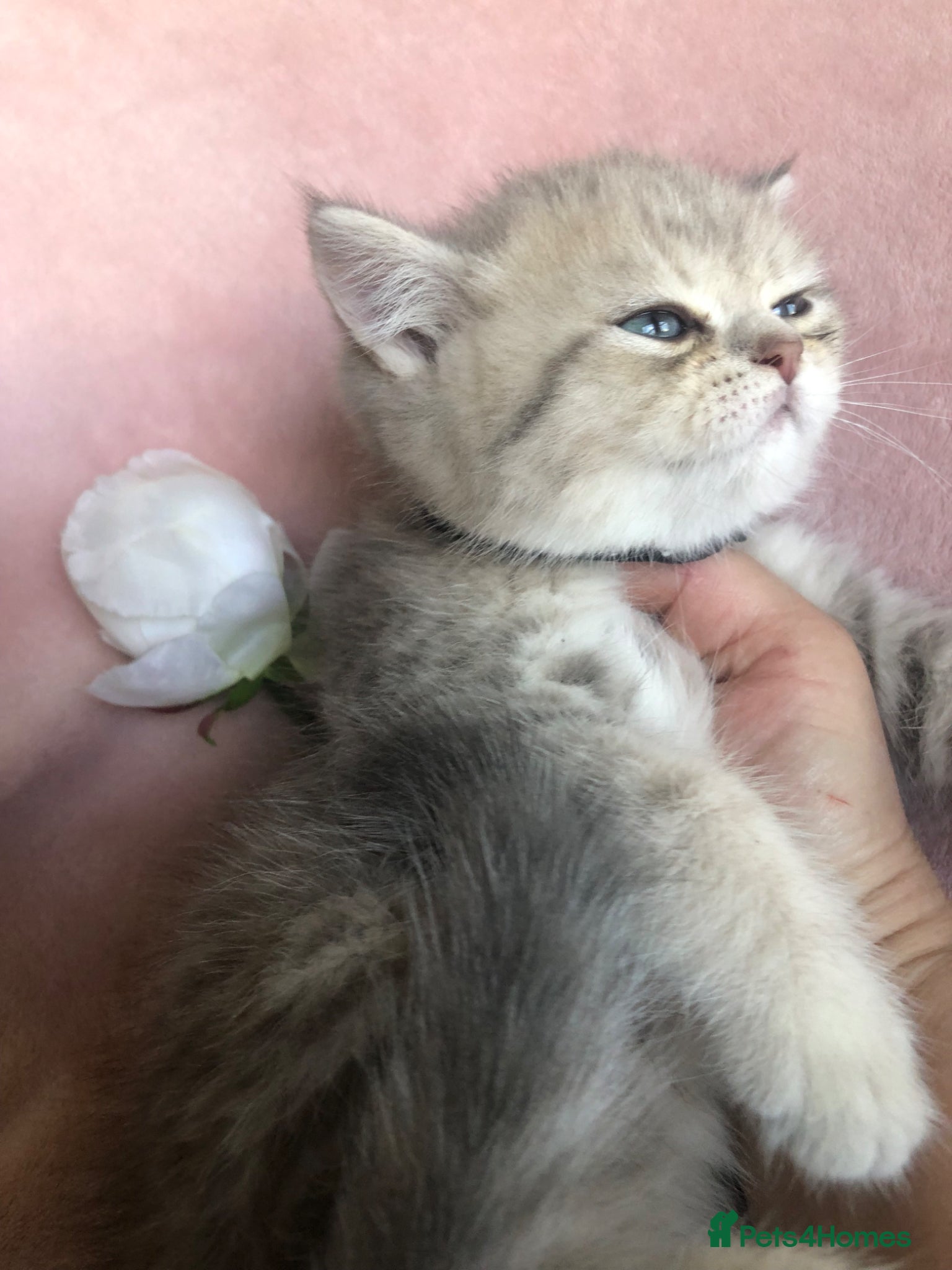 British Shorthair cats British shorthair kittens  - Advert 16