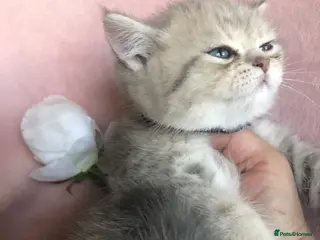 British Shorthair cats British shorthair kittens - Advert 16