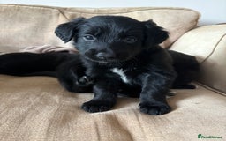 Mixed Breed dogs for sale: 5 Stunning Border Retrievers  - Image 11