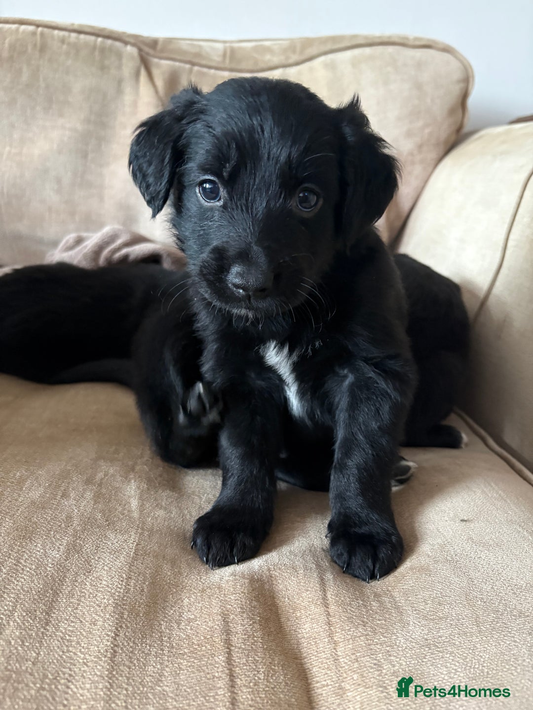 Mixed Breed dogs for sale: 5 Stunning Border Retrievers  - Image 11