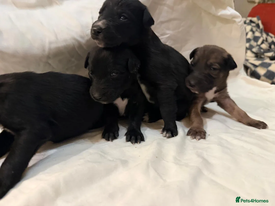 Lurcher dogs for sale: Lurcher puppies for sale  - Advert 1