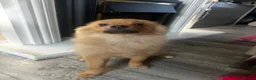 Pomeranian dogs for sale: Boy Pomeranian Puppy  - Advert 11