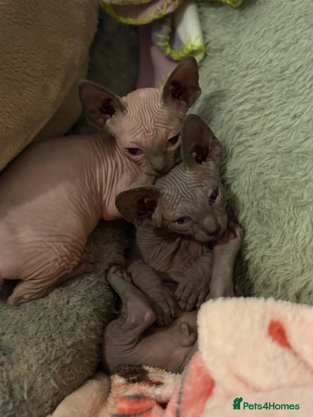 Sphynx cats for sale: Beautiful sphinx kittens - Advert 2