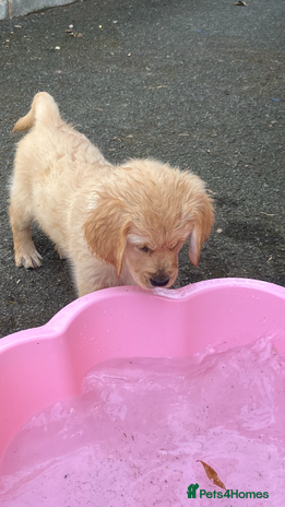 Golden Retriever dogs - Advert 13