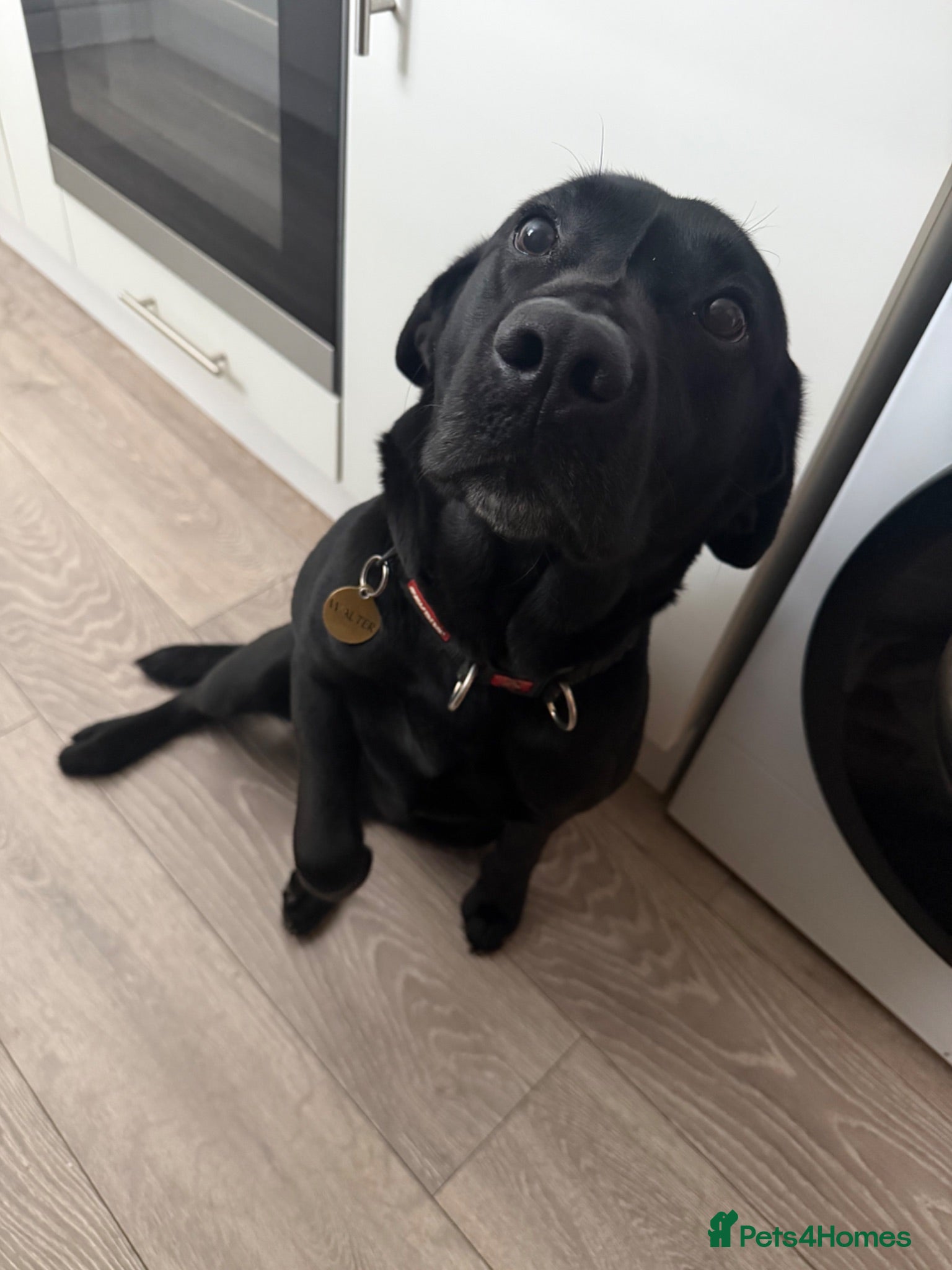 Labrador Retriever dogs Black Labrador Walter  - Advert 17