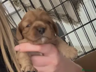 Cavalier King Charles Spaniel dogs ✨KC & DNA Clear Cavalier King Charles Spaniel ✨ - Advert 16