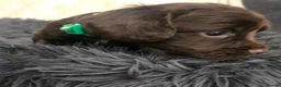 Cocker Spaniel dogs for sale: Beautiful Cocker Spaniel pups  - Advert 14