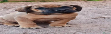 Mastiff Puppy 4