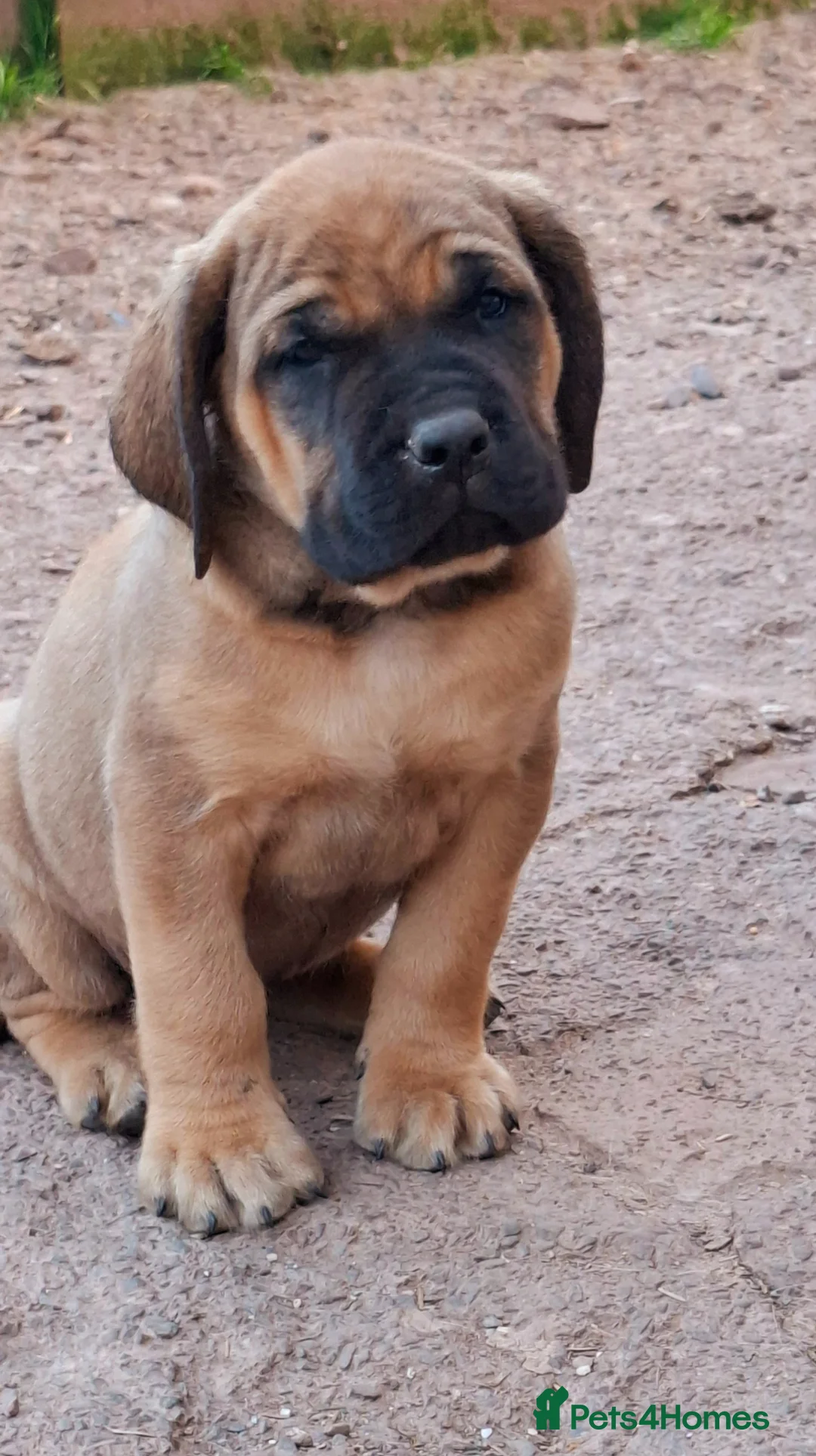 Mastiff dogs for sale: Mastiff puppies  in Galashiels - Advert 31