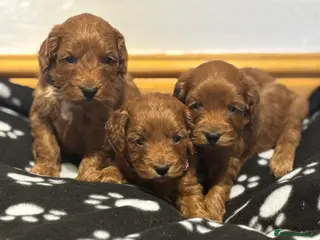 Cockapoo dogs 🐾 Red F1 Cockapoo puppies 🐾 - Advert 18