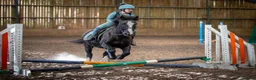Fell horses for sale: FellxWelsh 14.1hh Gelding in Middlesbrough - Advert 2