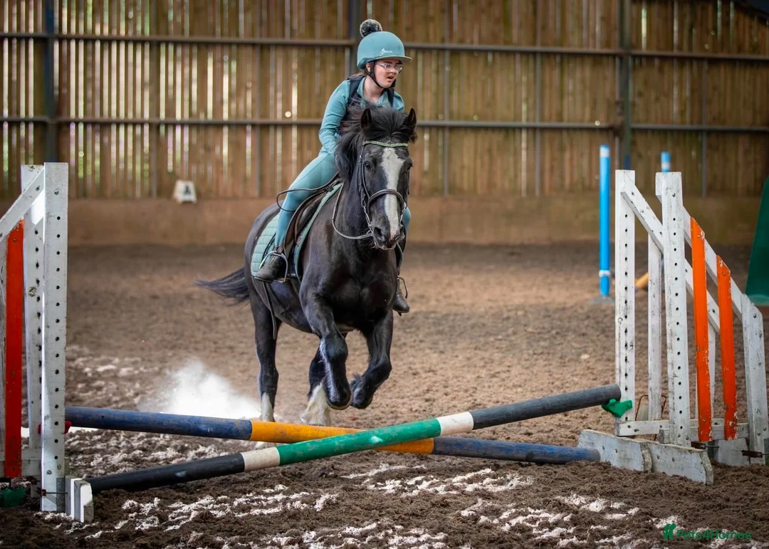 Fell horses for sale: FellxWelsh 14.1hh Gelding in Middlesbrough - Advert 2