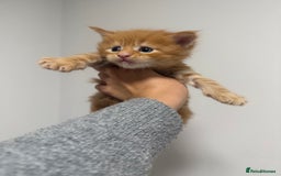 Maine Coon cats for sale: Maine coon kittens  - Image 4