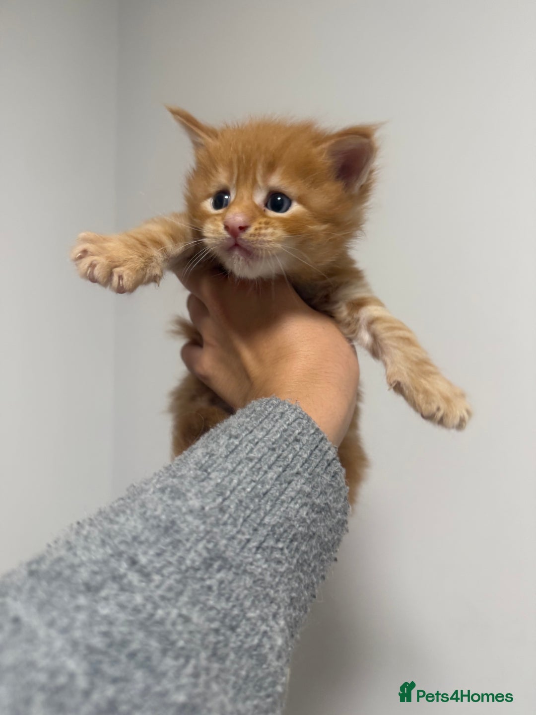 Maine Coon cats for sale: Maine coon kittens  - Image 4