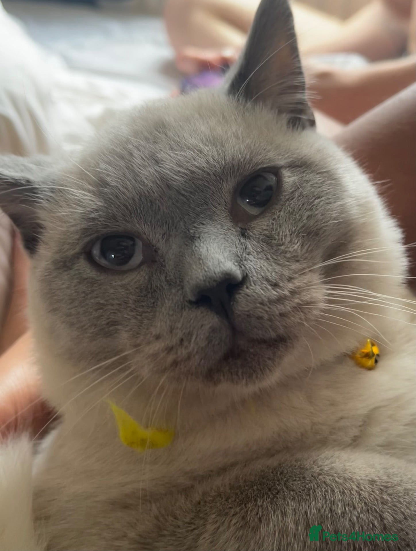 British Shorthair cats GCCF BluePoint BSH Kittens 💙 - Advert 2