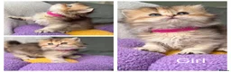 British Shorthair cats for sale: British sh/longhair golden marble kittens - Advert 7