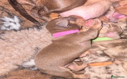 Miniature Dachshund dogs for sale: Miniature dachshund pups for sale - Image 11