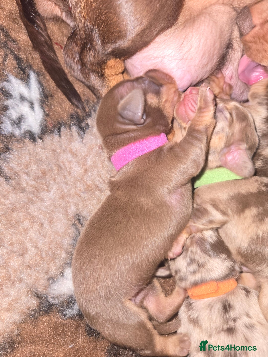 Miniature Dachshund dogs for sale: Miniature dachshund pups for sale - Image 11