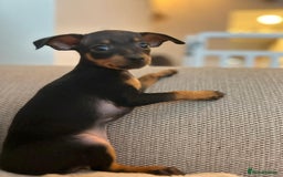 Miniature Pinscher dogs for sale: Prague Ratter– Mini Pinscher Puppies - Image 3