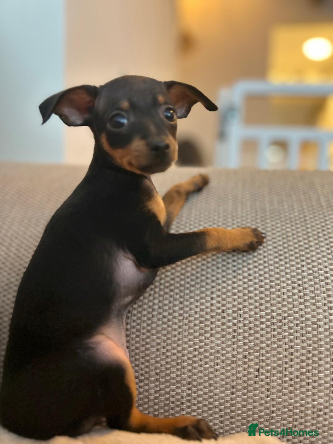 Miniature Pinscher dogs for sale: Prague Ratter– Mini Pinscher Puppies - Image 3