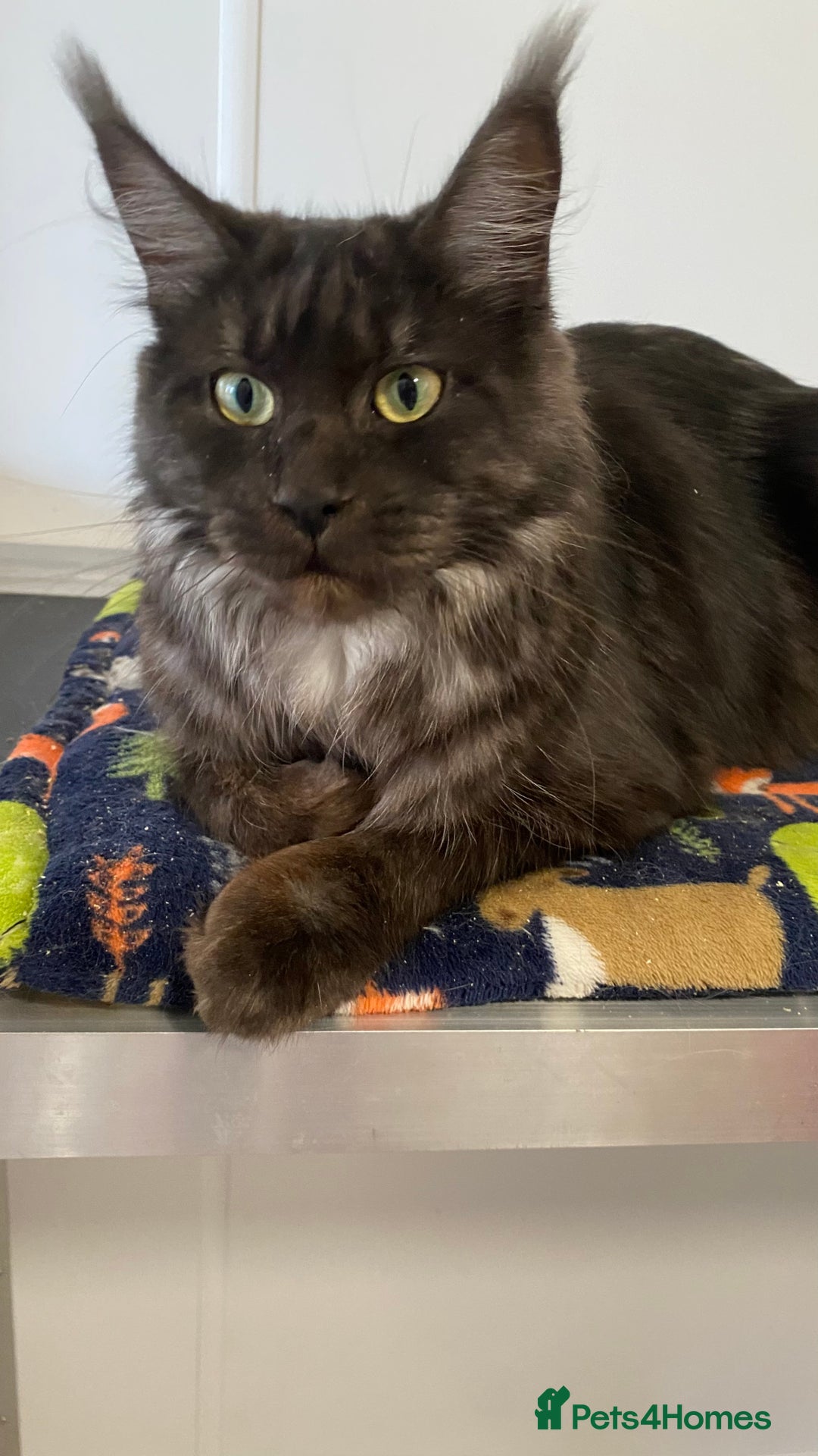 Maine Coon cats for sale: Pedigree Maine Coons - Advert 4