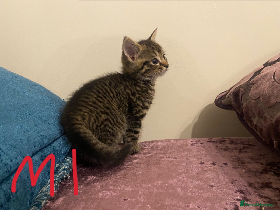 Mixed Breed cats for sale: 4x Tabby😻Babies ready ✅  - Advert 7
