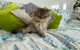 British Longhair cats for sale: Last British Longhair kitten  - Advert 5