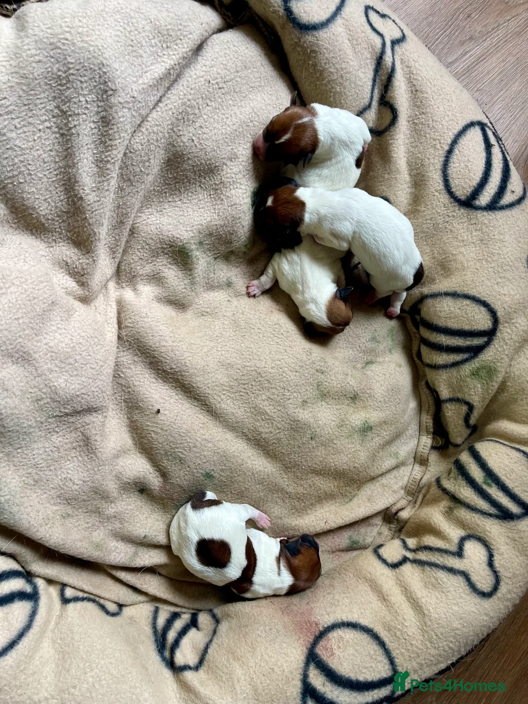 Jack Russell dogs for stud: Jack Russel For stud in Liverpool - Advert 8