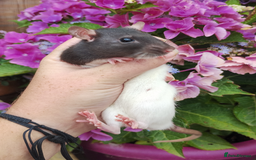 Rat rodents for sale: 2 beautiful female rats ready now  - Image 2