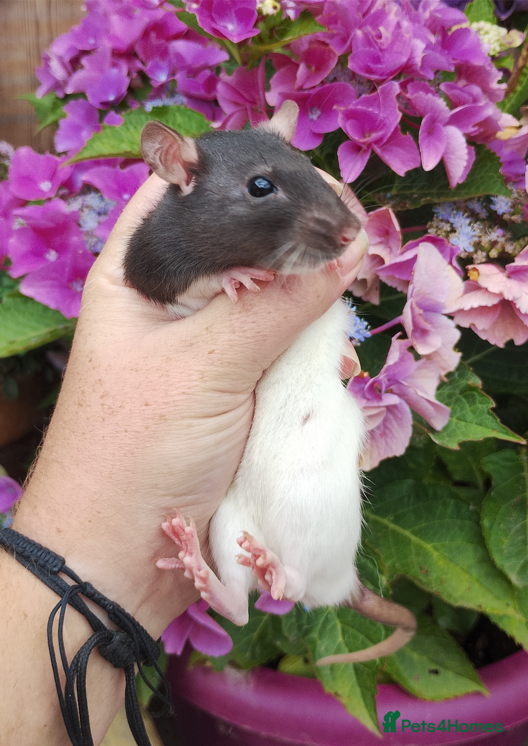 Rat rodents for sale: 2 beautiful female rats ready now  - Image 2