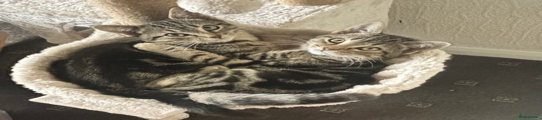 Domestic Shorthair Kitten 1