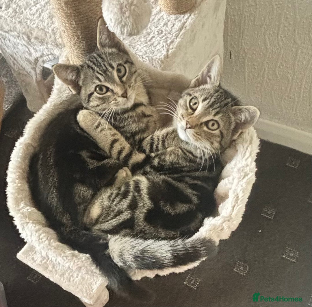 Domestic Shorthair cats for sale: Kitten in need of forever home - Image 2