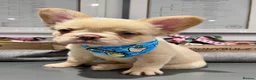 French Bulldog dogs for sale: Fully Vaccinated Fluffy French Bulldog Puppies - Advert 26