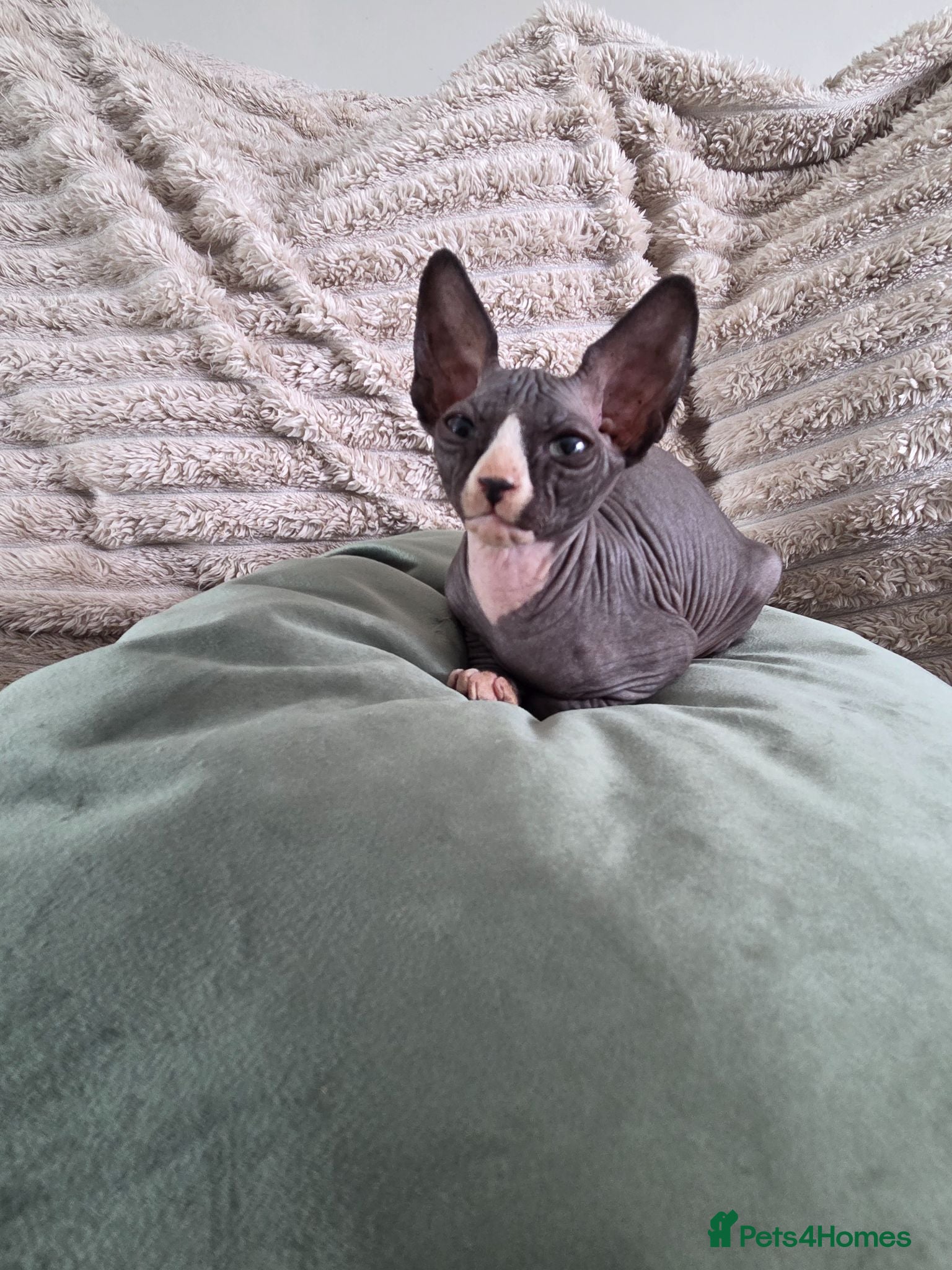 Sphynx cats GORGEOUS SPHYNX KITTENS  - Advert 2