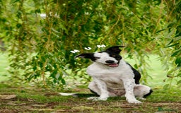 Border Collie dogs for sale: 6 Border Collie Pups For Sale **4 Boys Remaining** - Image 6