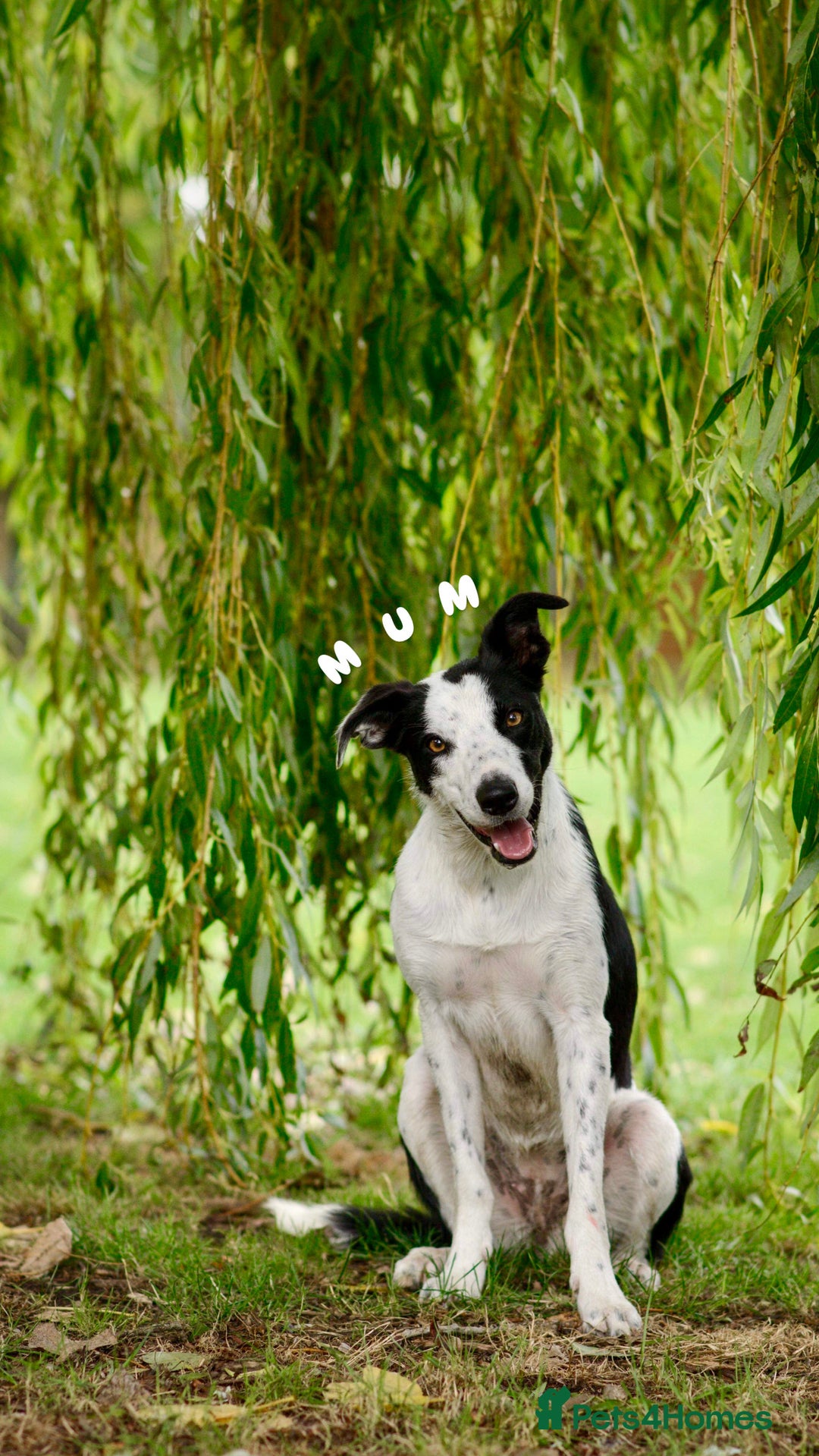 Border Collie dogs for sale: 6 Border Collie Pups For Sale **4 Boys Remaining** - Image 6