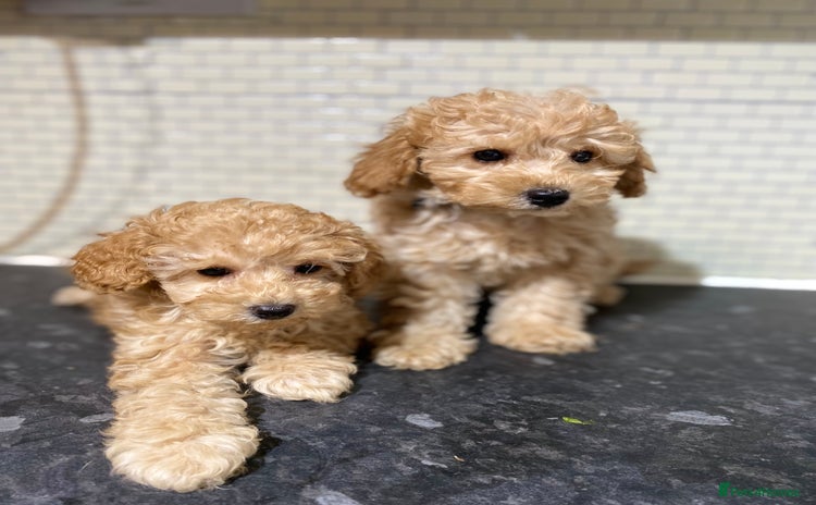 Toy Poodle dogs - Advert 2