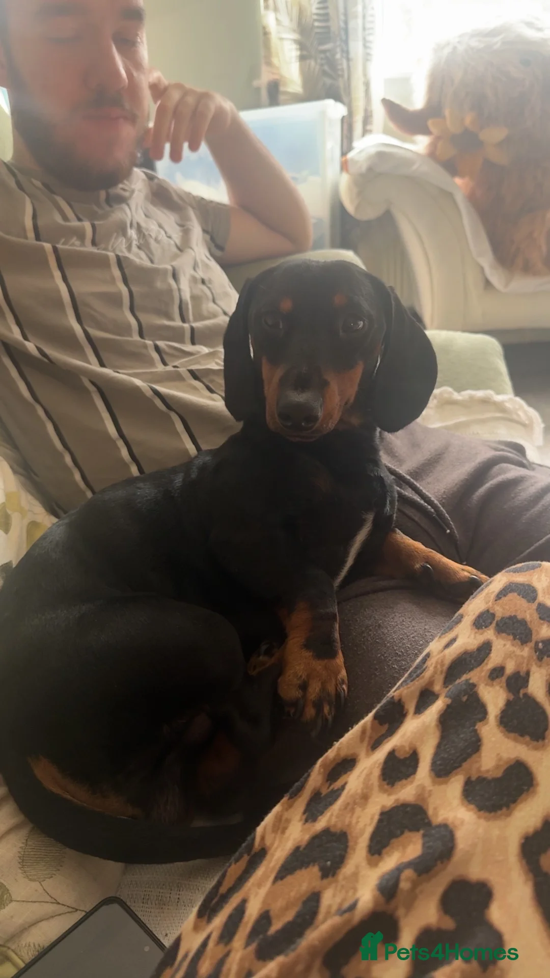 Dachshund dogs for sale: Male Dachshund - Advert 4